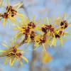 Witch Hazel Shrub Seeds Fragrant Showy Hardy Yellow Blooms 25 Pcs