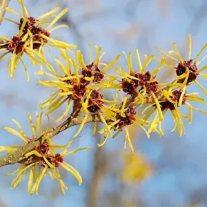 Witch Hazel Shrub Seeds Fragrant Showy Hardy Yellow Blooms 25 Pcs
