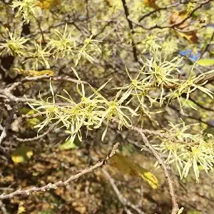 Witch Hazel Shrub Seeds Fragrant Showy Hardy Yellow Blooms 25 Pcs