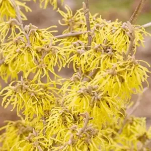 Witch Hazel Shrub Seeds Fragrant Showy Hardy Yellow Blooms 25 Pcs