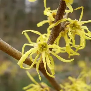 Witch Hazel Shrub Seeds Fragrant Showy Hardy Yellow Blooms 25 Pcs