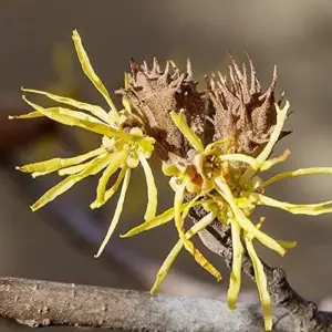 Witch Hazel Shrub Seeds Fragrant Showy Hardy Yellow Blooms 25 Pcs