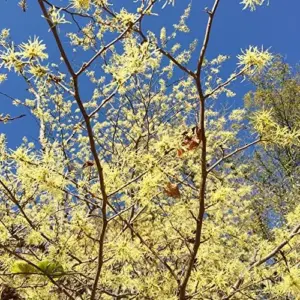 Witch Hazel Shrub Seeds Fragrant Showy Hardy Yellow Blooms 25 Pcs