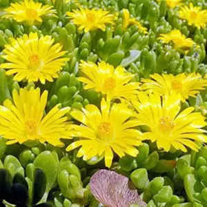 Yellow Ice Plant Seeds 100 Pcs Evergreen Edible Ground Cover for Rock Gardens Attracts Butterflies Drought Tolerant Outdoor Flower Seeds