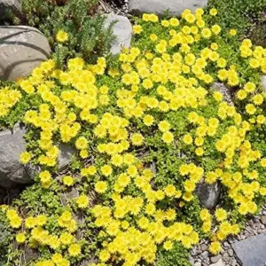 Yellow Ice Plant Seeds 100 Pcs Evergreen Edible Ground Cover for Rock Gardens Attracts Butterflies Drought Tolerant Outdoor Flower Seeds