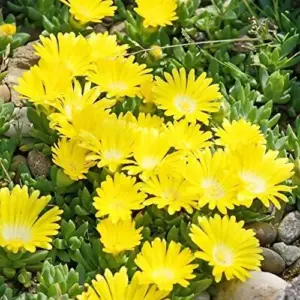 Yellow Ice Plant Seeds 100 Pcs Evergreen Edible Ground Cover for Rock Gardens Attracts Butterflies Drought Tolerant Outdoor Flower Seeds