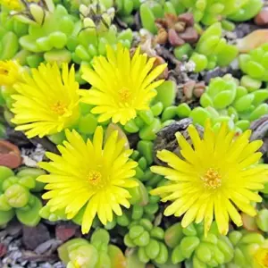 Yellow Ice Plant Seeds 100 Pcs Evergreen Edible Ground Cover for Rock Gardens Attracts Butterflies Drought Tolerant Outdoor Flower Seeds