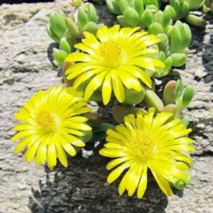 Yellow Ice Plant Seeds 100 Pcs Evergreen Edible Ground Cover for Rock Gardens Attracts Butterflies Drought Tolerant Outdoor Flower Seeds