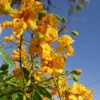 Yellow Jacaranda Tree Seeds Tipu Pelophorum Ornamental Butterfly Attractor Patio Indoor Outdoor 8 Pcs
