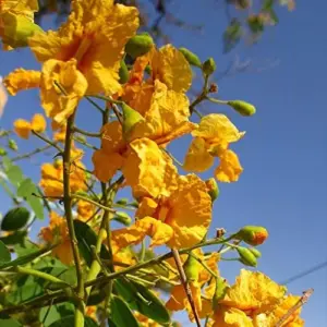 Yellow Jacaranda Tree Seeds Tipu Pelophorum Ornamental Butterfly Attractor Patio Indoor Outdoor 8 Pcs