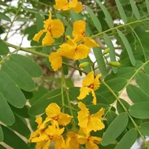 Yellow Jacaranda Tree Seeds Tipu Pelophorum Ornamental Butterfly Attractor Patio Indoor Outdoor 8 Pcs