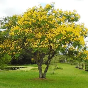 Yellow Jacaranda Tree Seeds Tipu Pelophorum Ornamental Butterfly Attractor Patio Indoor Outdoor 8 Pcs