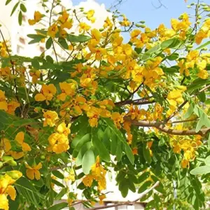 Yellow Jacaranda Tree Seeds Tipu Pelophorum Ornamental Butterfly Attractor Patio Indoor Outdoor 8 Pcs