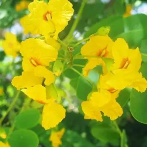 Yellow Jacaranda Tree Seeds Tipu Pelophorum Ornamental Butterfly Attractor Patio Indoor Outdoor 8 Pcs