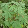 Yuca Seeds Manihot Esculenta Vegetable Seeds, 5 Pcs, Green, Heirloom, Outdoor Planting