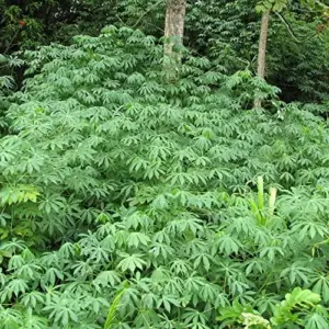Yuca Seeds Manihot Esculenta Vegetable Seeds, 5 Pcs, Green, Heirloom, Outdoor Planting