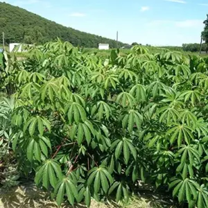 Yuca Seeds Manihot Esculenta Vegetable Seeds, 5 Pcs, Green, Heirloom, Outdoor Planting