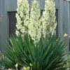 Yucca Filamentosa Seeds - Adam's Needle Succulent Seeds - 30 Count - Green - Hardy Drought Tolerant Flower Seeds for Planting