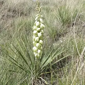 Yucca Glauca Seeds 100Pcs - Non-GMO, Hardy Perennial, Drought Tolerant, Cream Color, for Garden & Home