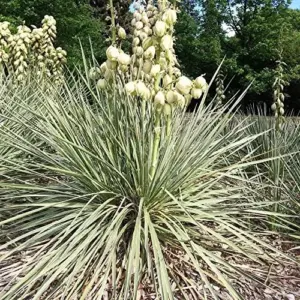 Yucca Glauca Seeds 100Pcs - Non-GMO, Hardy Perennial, Drought Tolerant, Cream Color, for Garden & Home
