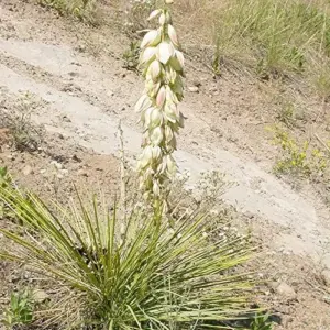 Yucca Glauca Seeds 100Pcs - Non-GMO, Hardy Perennial, Drought Tolerant, Cream Color, for Garden & Home