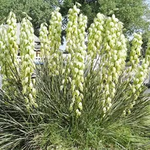 Yucca Glauca Seeds 100Pcs - Non-GMO, Hardy Perennial, Drought Tolerant, Cream Color, for Garden & Home