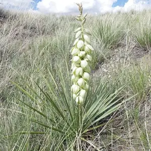 Yucca Glauca Seeds 100Pcs - Non-GMO, Hardy Perennial, Drought Tolerant, Cream Color, for Garden & Home