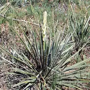 Yucca Glauca Seeds 100Pcs - Non-GMO, Hardy Perennial, Drought Tolerant, Cream Color, for Garden & Home
