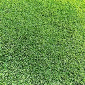 Zoysia Grass Seeds Warm-Season, Dense Carpet-Like Growth, Fine Texture, Durable Lawn & Landscape Applications, 1/8 lb, Brown, GMO Free