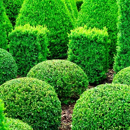 Shrub Seeds