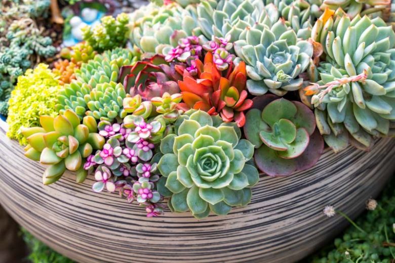 Succulents
