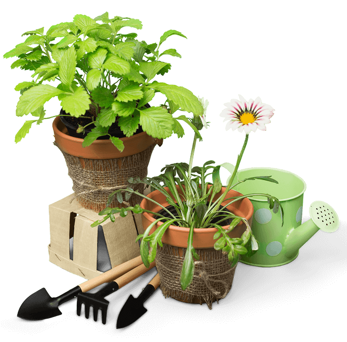 the patio plant