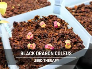 Coleus Black Dragon Seeds – Heirloom Ornamental Plant, Landscape or Houseplant, Dramatic Foliage | 20 Seeds - Image 6