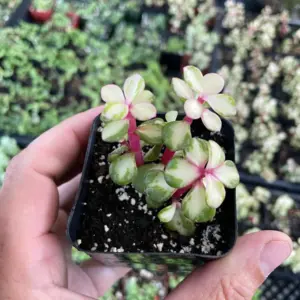 Rare Variegated Pink Elephant Bush – Live Plant – 2” & 4” Pots – Indoor/Outdoor - Image 3