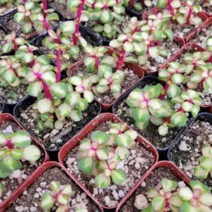 Rare Variegated Pink Elephant Bush – Live Plant – 2” & 4” Pots – Indoor/Outdoor - Image 4