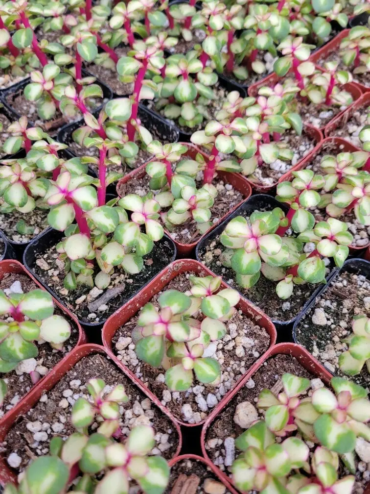 Rare Variegated Pink Elephant Bush – Live Plant – 2” & 4” Pots – Indoor/Outdoor - Image 4