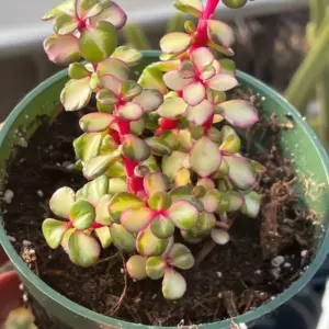 Rare Variegated Pink Elephant Bush – Live Plant – 2” & 4” Pots – Indoor/Outdoor - Image 5