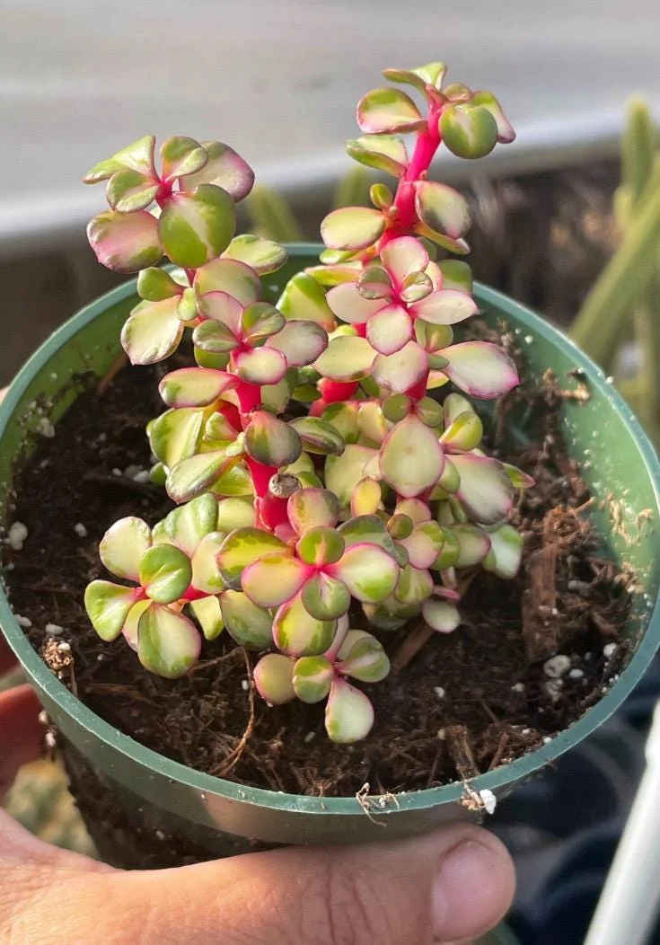 Rare Variegated Pink Elephant Bush – Live Plant – 2” & 4” Pots – Indoor/Outdoor - Image 5