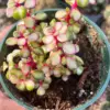Rare Variegated Pink Elephant Bush – Live Plant – 2” & 4” Pots – Indoor/Outdoor - Image 1