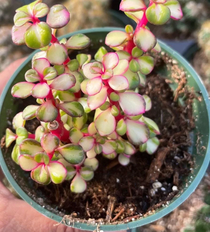 Rare Variegated Pink Elephant Bush – Live Plant – 2” & 4” Pots – Indoor/Outdoor - Image 1